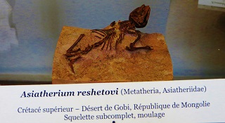Des mammifères à poche se sont aussi éteints en même temps que les dinosaures