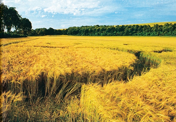 Cropcircle