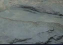 Angleterre : des empreintes humaines vieilles de 800 000 ans