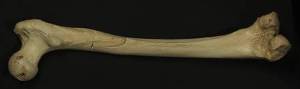 De l’ADN vieux de 400.000 ans complique l’histoire de l’Homme