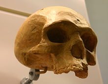 Homo Sapiens : Nouvelles propositions sur son évolution