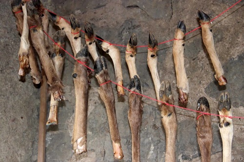 Il y a 400 000 ans, des hominines faisaient des conserves