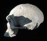 Un ancêtre masculin de l'Homme Moderne est né entre 340.000 et 208.000 ans