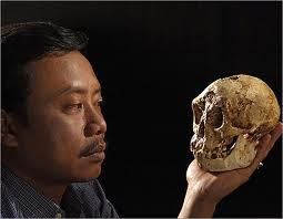 Homo Floresiensis, dit le Hobbit, avait un plus gros cerveau que prévu