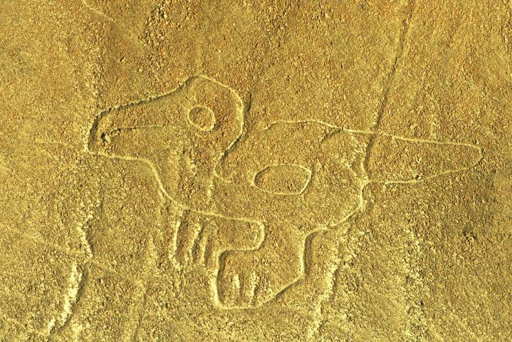 Nacsa dinosaure
