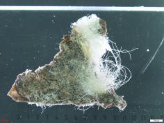 Skin skull fibres 3 fond noir autre face