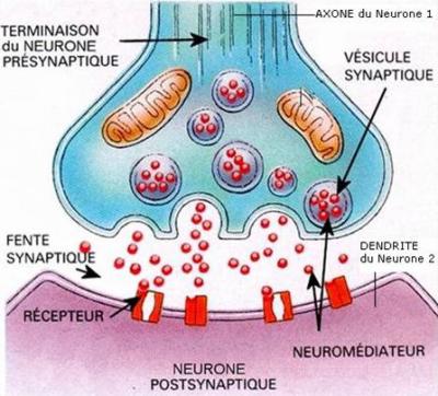Synapse