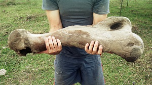 Des chasseurs-cueilleurs il y a 30.000 ans en Amérique du Sud ?
