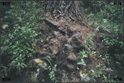 waipouaforest-stonecity-pre-maori.jpg